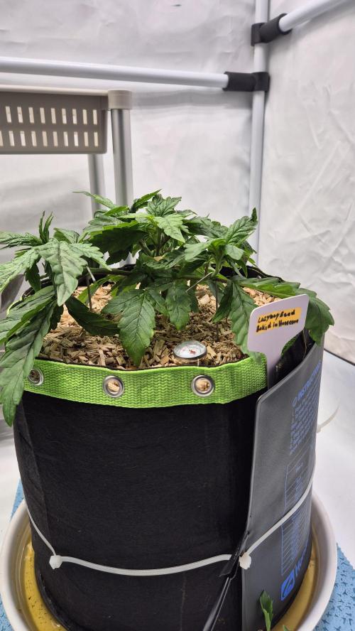 Lazyboyseeds Baked in Hossegor. Week 6 - Tag 43