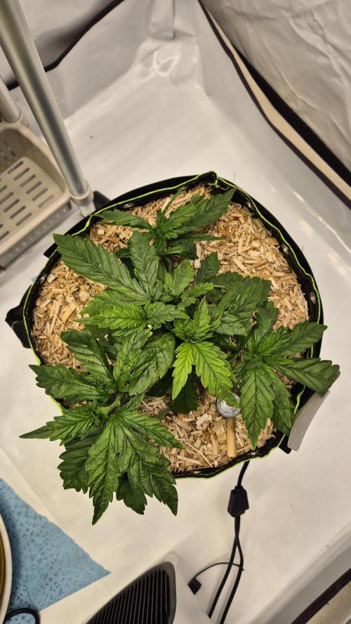 Lazyboyseeds Baked in Hossegor. Week 6 - Tag 43