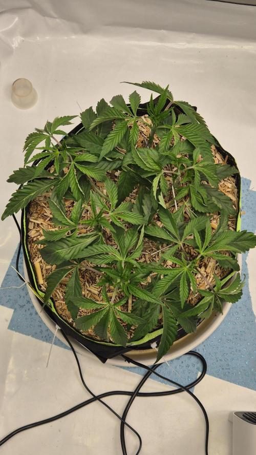 Sensis Cherry Strudel. Week 5 - Tag 41