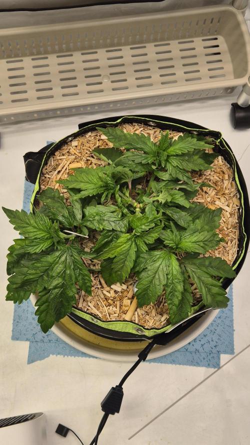 Lazyboyseeds Baked in Hossegor. Week 6 - Tag 44