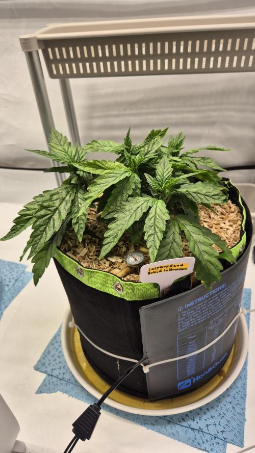 Lazyboyseeds Baked in Hossegor. Week 6 - Tag 45
