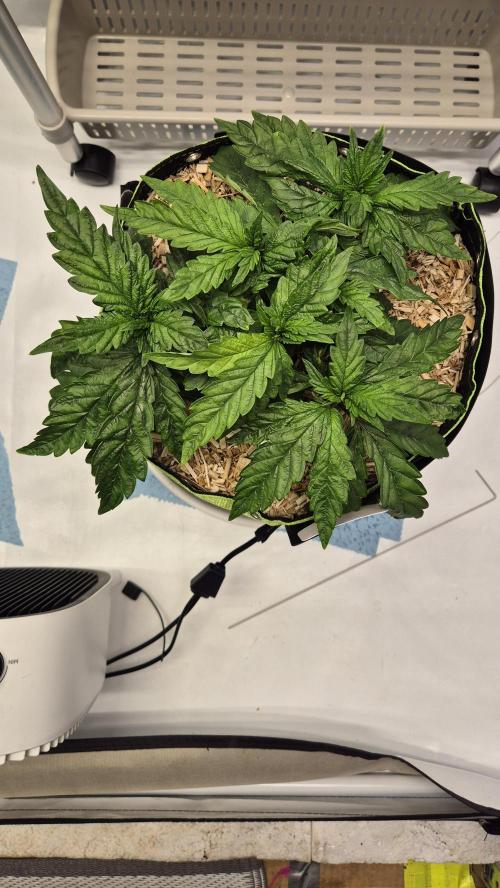 Lazyboyseeds Baked in Hossegor. Week 6 - Tag 45
