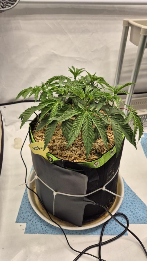 Sensis Cherry Strudel. Week 5 - Tag 42