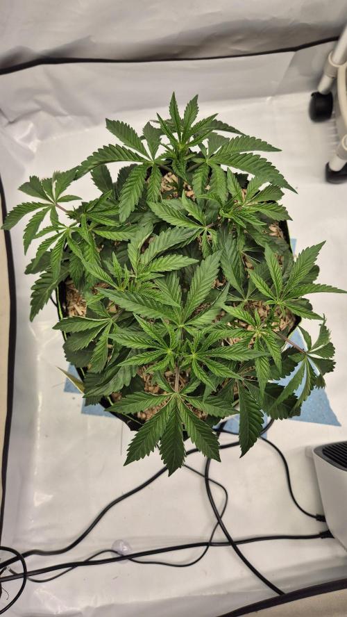 Sensis Cherry Strudel. Week 5 - Tag 42