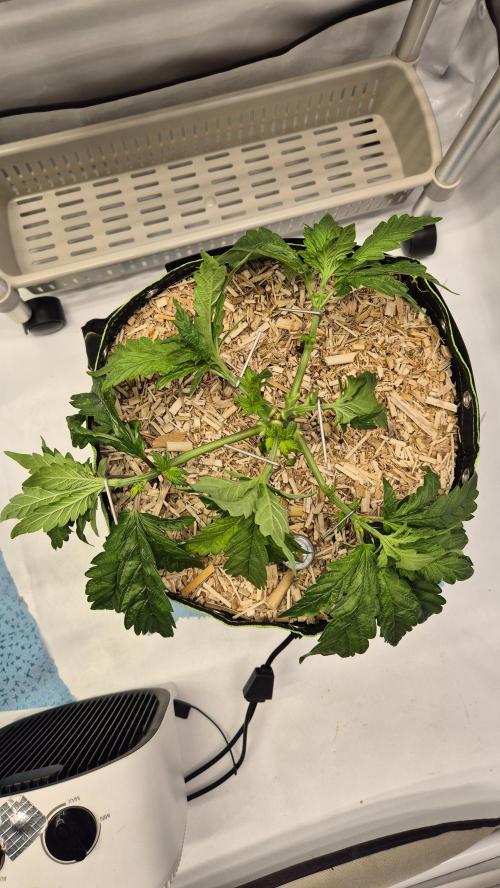 Lazyboyseeds Baked in Hossegor. Week 6 - Tag 46
Blütetag 1