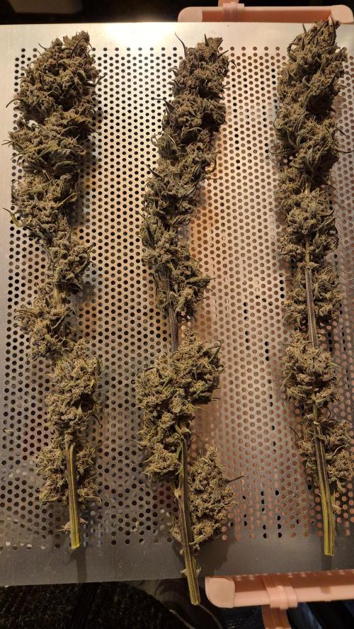 Rote Kekse. Week 14 - Die drei ausgesuchten Stängelchen nach 10 Tagen Cannatrol.