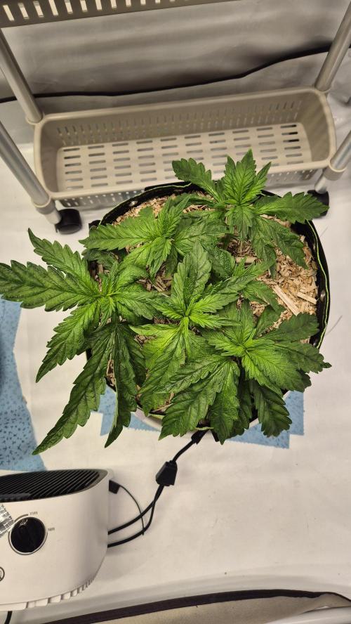 Lazyboyseeds Baked in Hossegor. Week 6 - Tag 49
Blütetag 4