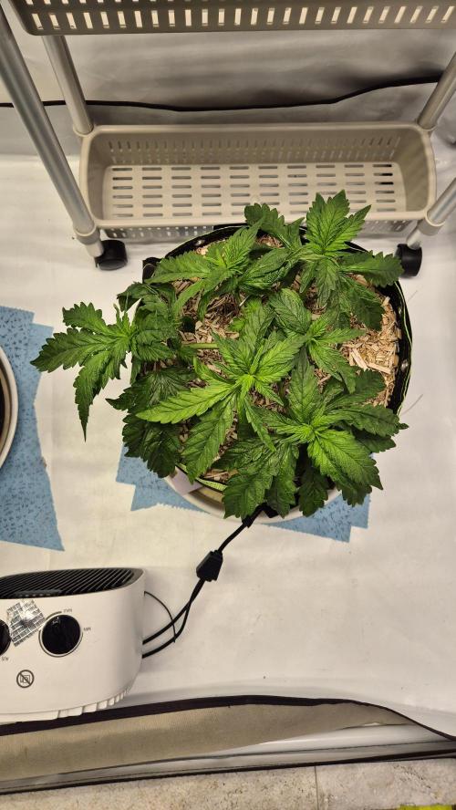 Lazyboyseeds Baked in Hossegor. Week 6 - Tag 50
Blütetag 5