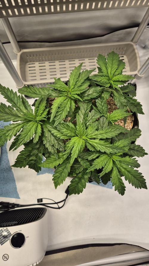 Lazyboyseeds Baked in Hossegor. Week 7 - Tag 51
Blütetag 6