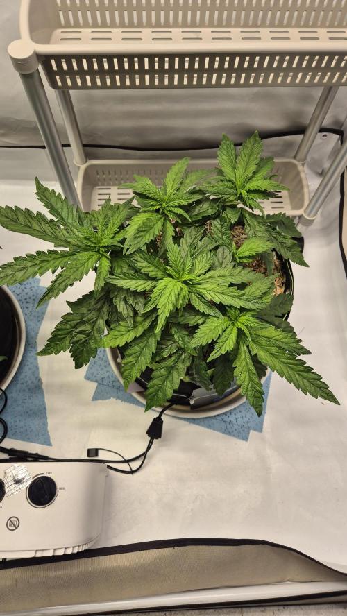 Lazyboyseeds Baked in Hossegor. Week 7 - Tag 52
Blütetag 7