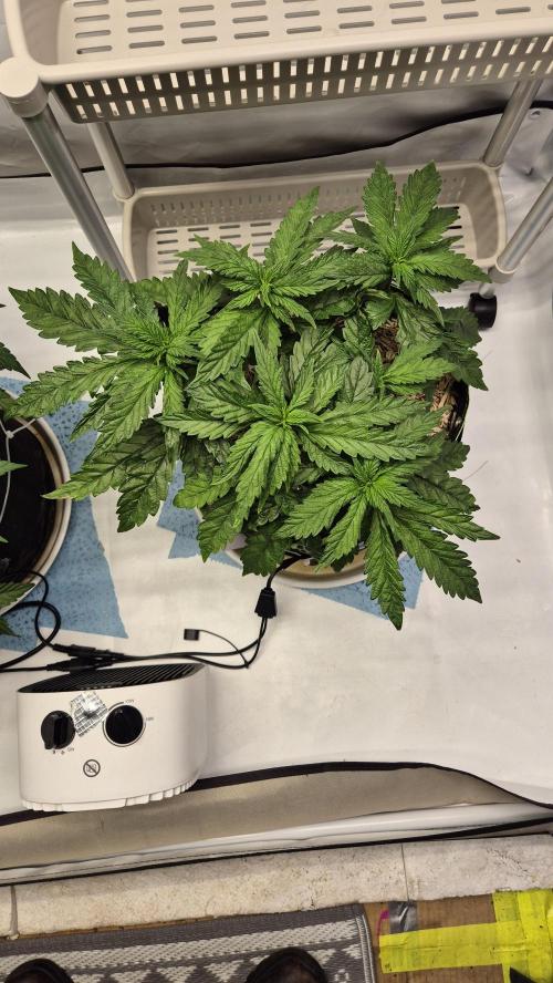 Lazyboyseeds Baked in Hossegor. Week 7 - Tag 52
Blütetag 7