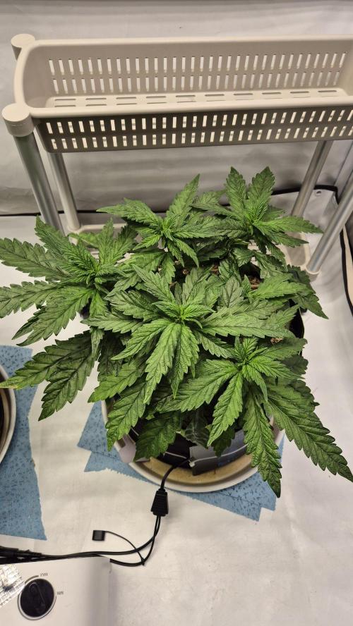 Lazyboyseeds Baked in Hossegor. Week 7 - Tag 53
Blütetag 8