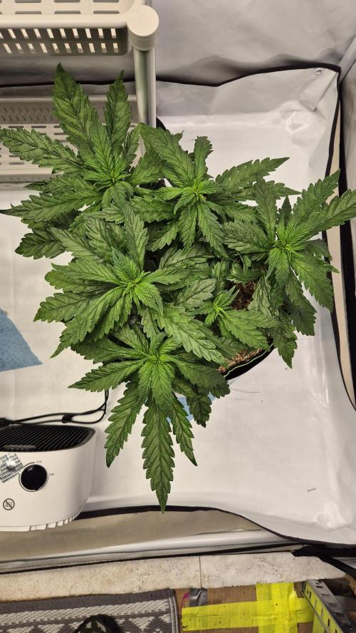 Lazyboyseeds Baked in Hossegor. Week 7 - Tag 55
Blütetag 10