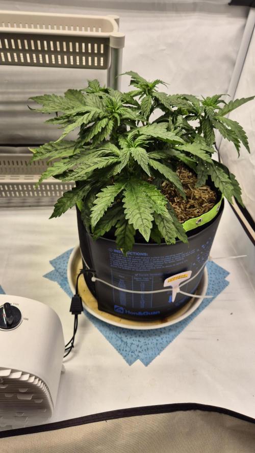 Lazyboyseeds Baked in Hossegor. Week 7 - Tag 55
Blütetag 10