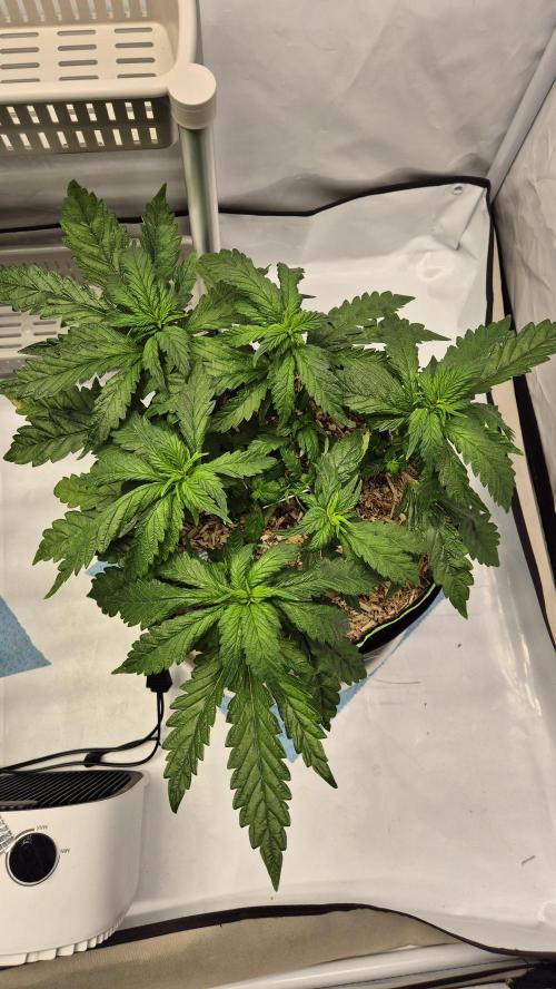 Lazyboyseeds Baked in Hossegor. Week 7 - Tag 55
Blütetag 10