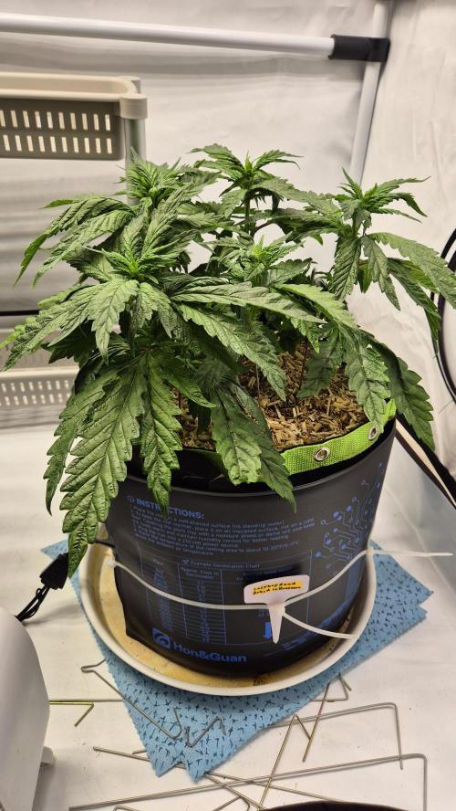 Lazyboyseeds Baked in Hossegor. Week 7 - Tag 56
Blütetag 11