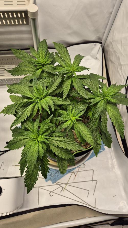 Lazyboyseeds Baked in Hossegor. Week 7 - Tag 56
Blütetag 11
