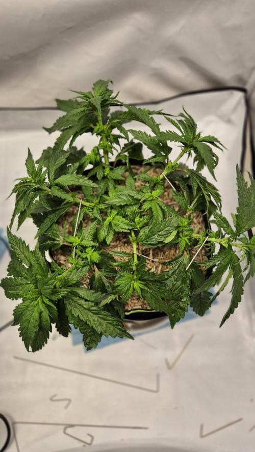 Lazyboyseeds Baked in Hossegor. Week 7 - Tag 56
Blütetag 11
