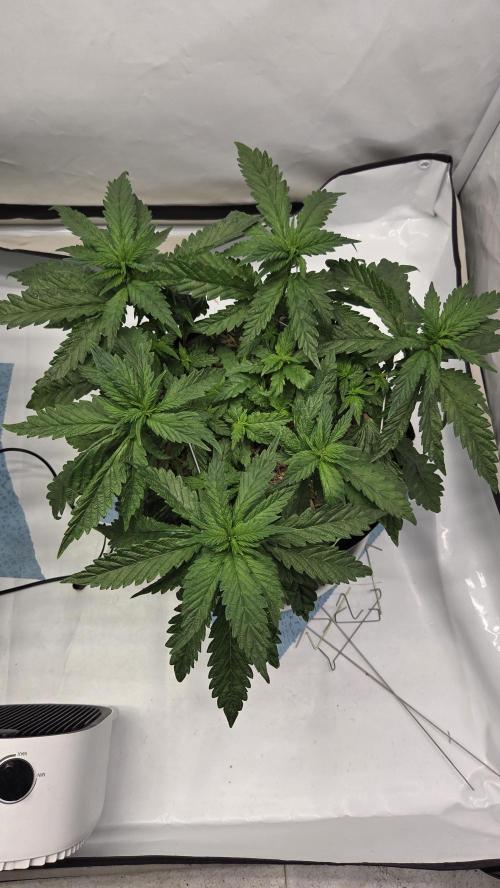 Lazyboyseeds Baked in Hossegor. Week 8 - Tag 57
Blütetag 12