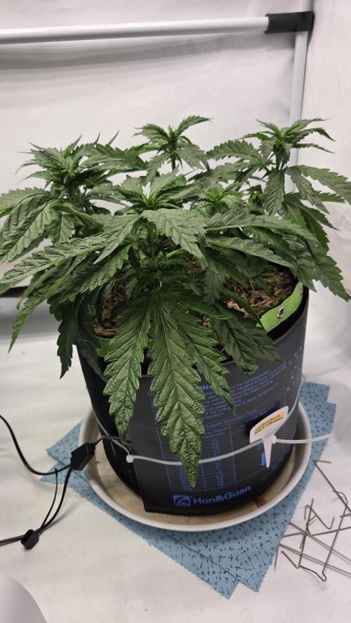 Lazyboyseeds Baked in Hossegor. Week 8 - Tag 57
Blütetag 12