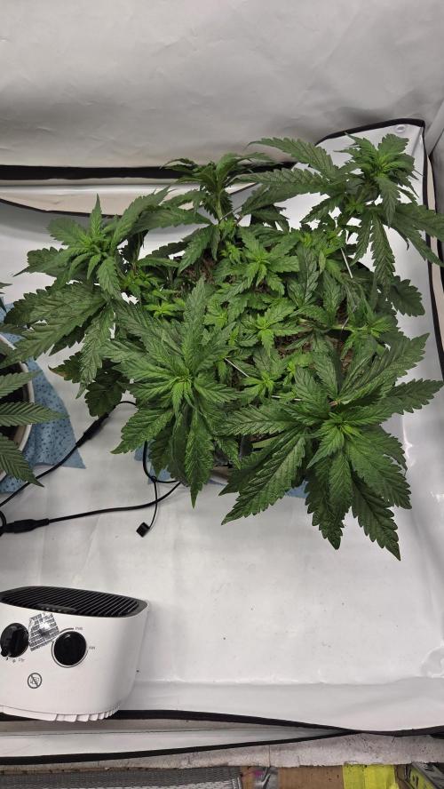 Lazyboyseeds Baked in Hossegor. Week 8 - Tag 58
Blütetag 13