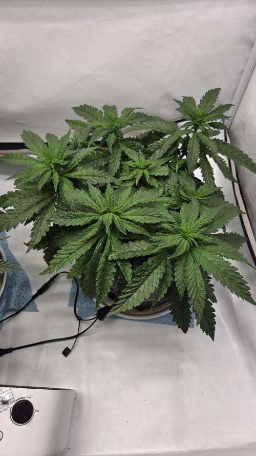 Lazyboyseeds Baked in Hossegor. Week 8 - Tag 59
Blütetag 14