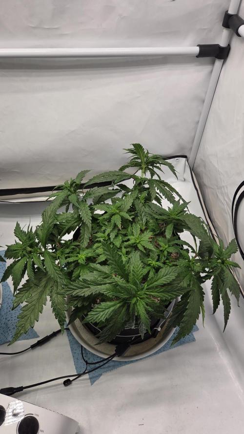 Lazyboyseeds Baked in Hossegor. Week 8 - Tag 60
Blütetag 15