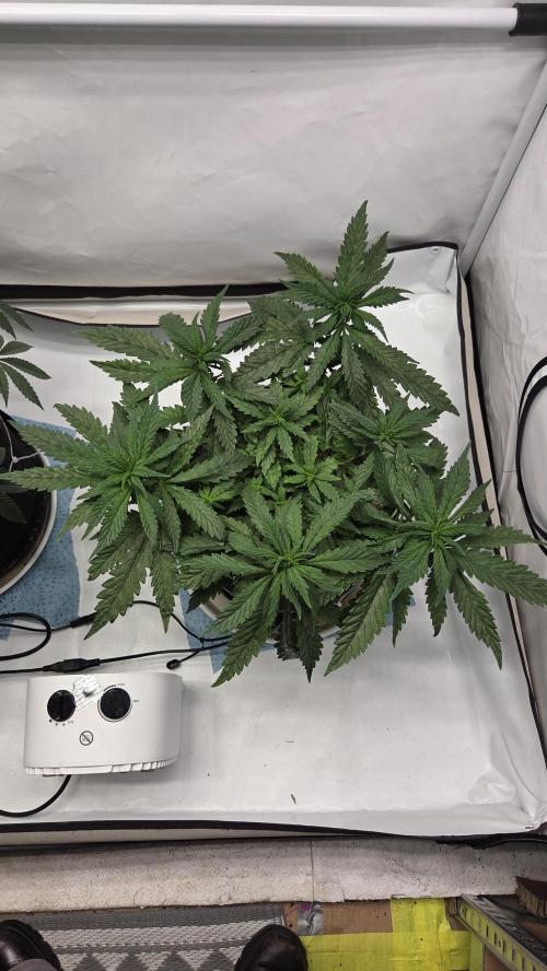 Lazyboyseeds Baked in Hossegor. Week 8 - Tag 61
Blütetag 16