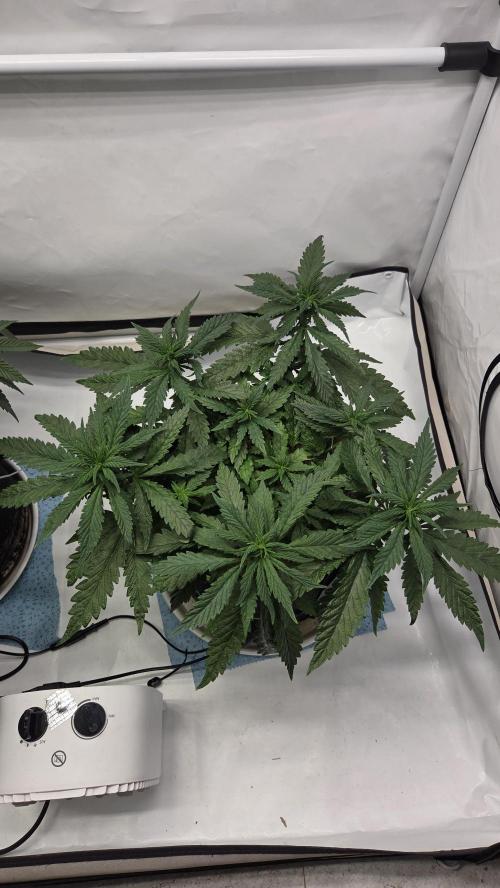 Lazyboyseeds Baked in Hossegor. Week 8 - Tag 62
Blütetag 17