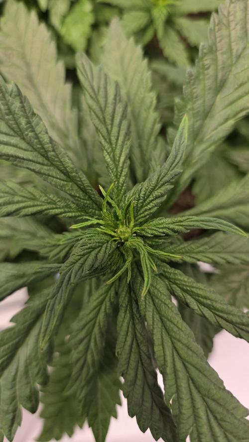 Lazyboyseeds Baked in Hossegor. Week 8 - Tag 62
Blütetag 17