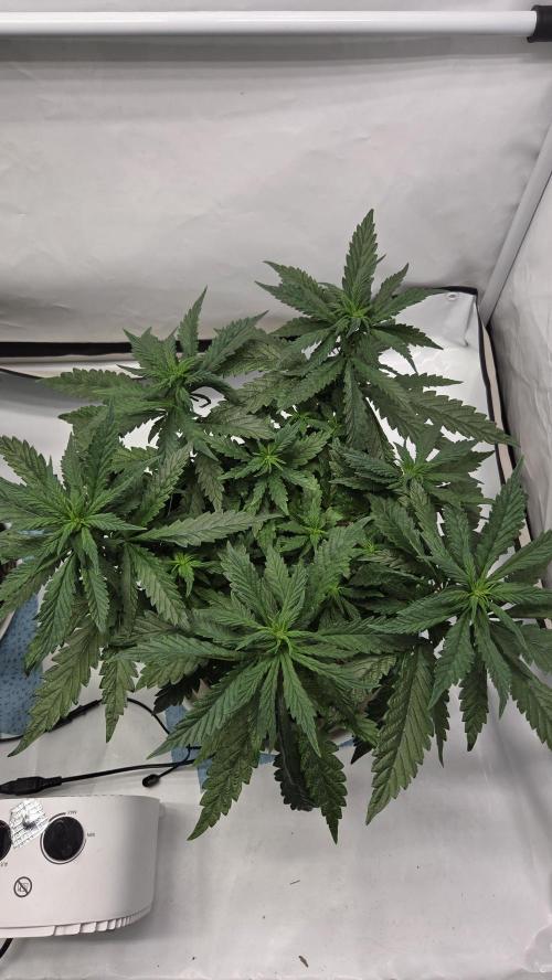 Lazyboyseeds Baked in Hossegor. Week 8 - Tag 63
Blütetag 18