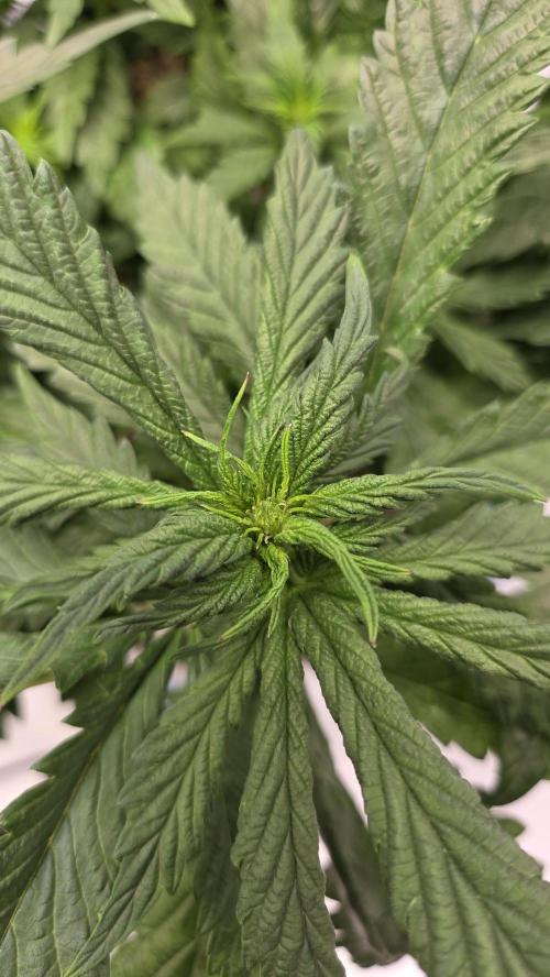 Lazyboyseeds Baked in Hossegor. Week 8 - Tag 63
Blütetag 18