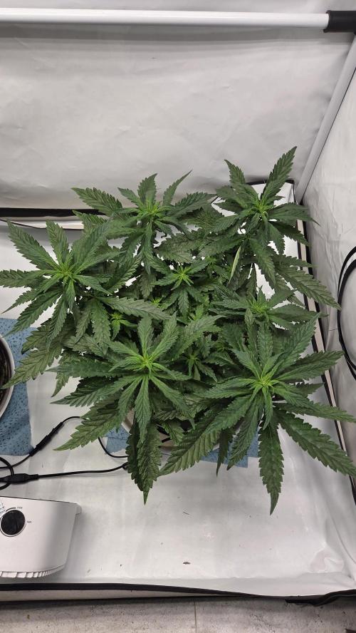 Lazyboyseeds Baked in Hossegor. Week 9 - Tag 64
Blütetag 19
