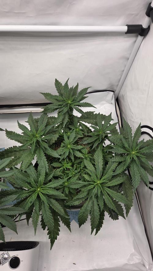 Lazyboyseeds Baked in Hossegor. Week 9 - Tag 65
Blütetag 20