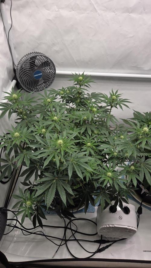 Sensis Cherry Strudel. Week 9 - Tag 64
Blütetag 22