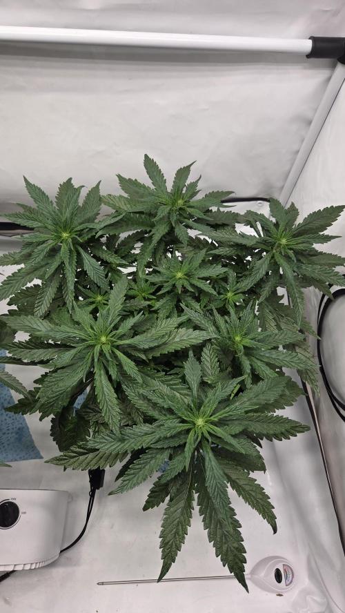 Lazyboyseeds Baked in Hossegor. Week 9 - Tag 67
Blütetag 22