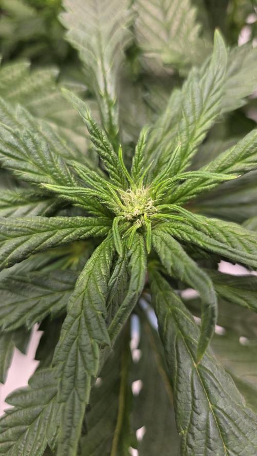 Lazyboyseeds Baked in Hossegor. Week 9 - Tag 67
Blütetag 22