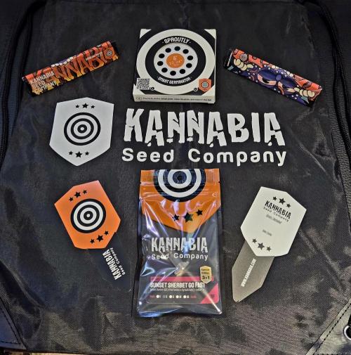 Kannabia Sunset Sherbet Go Fast. Week 0