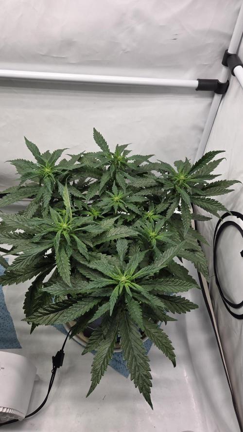 Lazyboyseeds Baked in Hossegor. Week 9 - Tag 68
Blütetag 23