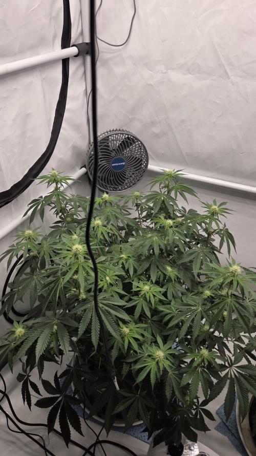 Sensis Cherry Strudel. Week 9 - Tag 65
Blütetag 23