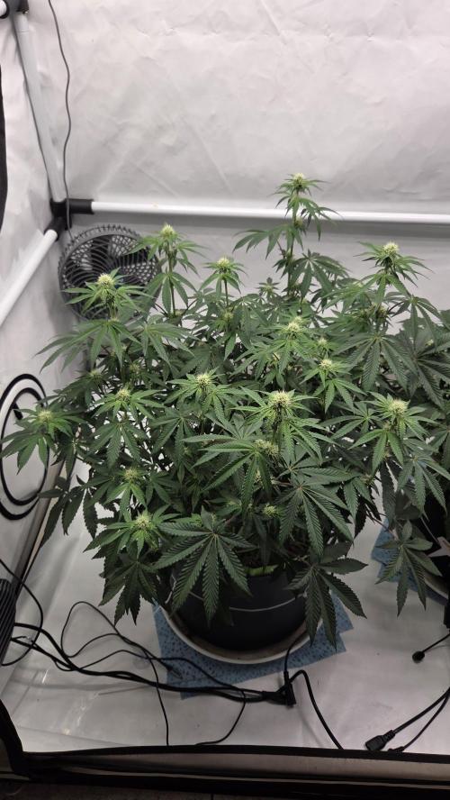 Sensis Cherry Strudel. Week 9 - Tag 66
Blütetag 24