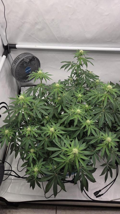 Sensis Cherry Strudel. Week 9 - Tag 66
Blütetag 24
