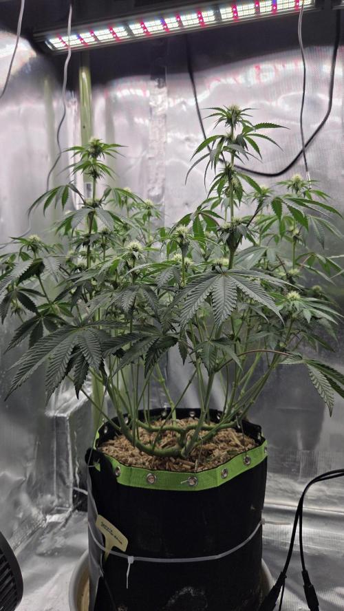 Sensis Cherry Strudel. Week 9 - Tag 66
Blütetag 24