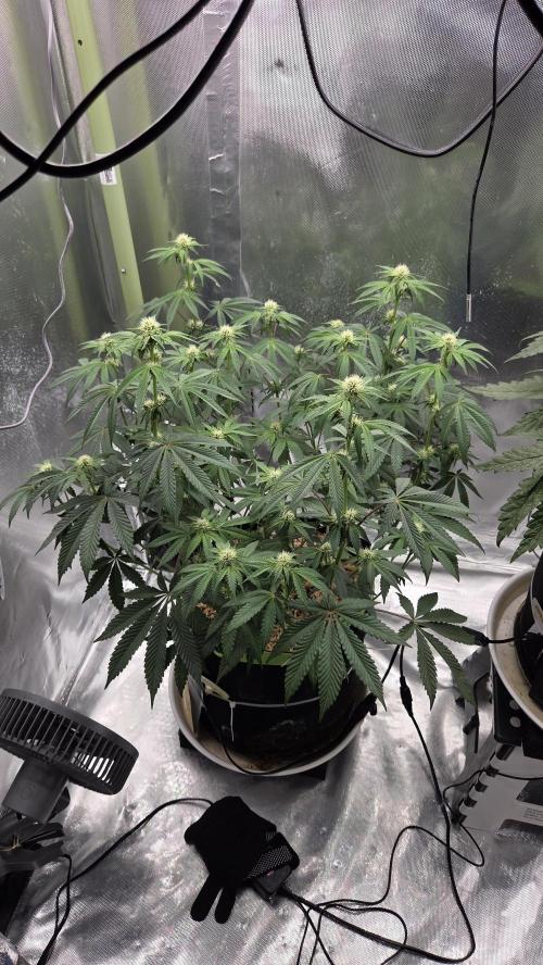 Sensis Cherry Strudel. Week 9 - Tag 66
Blütetag 24