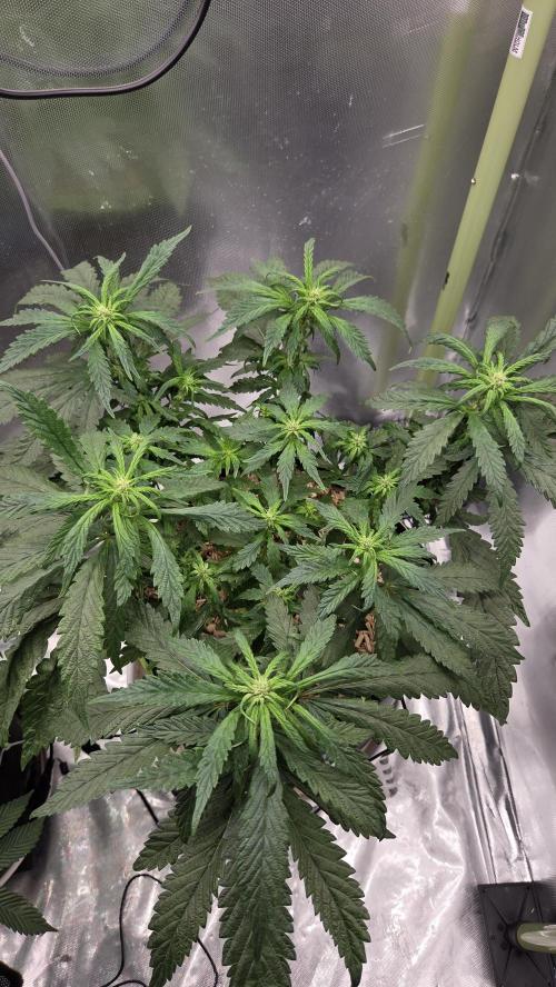 Lazyboyseeds Baked in Hossegor. Week 9 - Tag 69
Blütetag 24