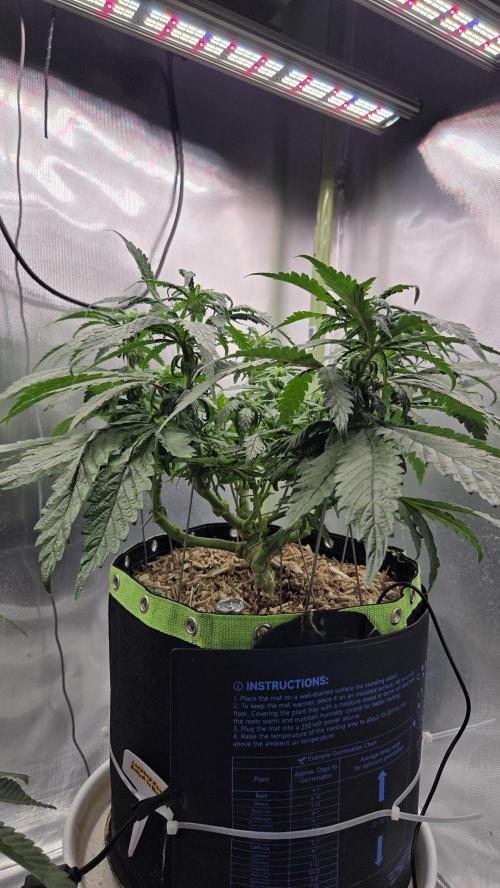 Lazyboyseeds Baked in Hossegor. Week 9 - Tag 69
Blütetag 24