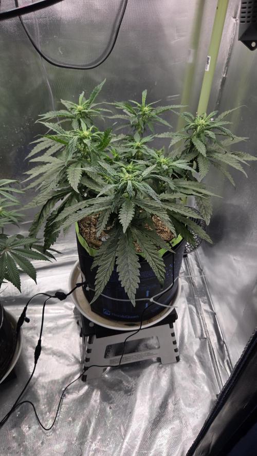 Lazyboyseeds Baked in Hossegor. Week 9 - Tag 70
Blütetag 25