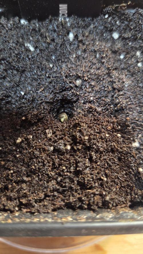 Kannabia Sunset Sherbet Go Fast. Week 0