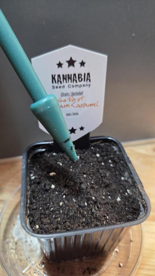 Kannabia Candy Cream Go Fast. Week 0 - Candy Cream 🤪