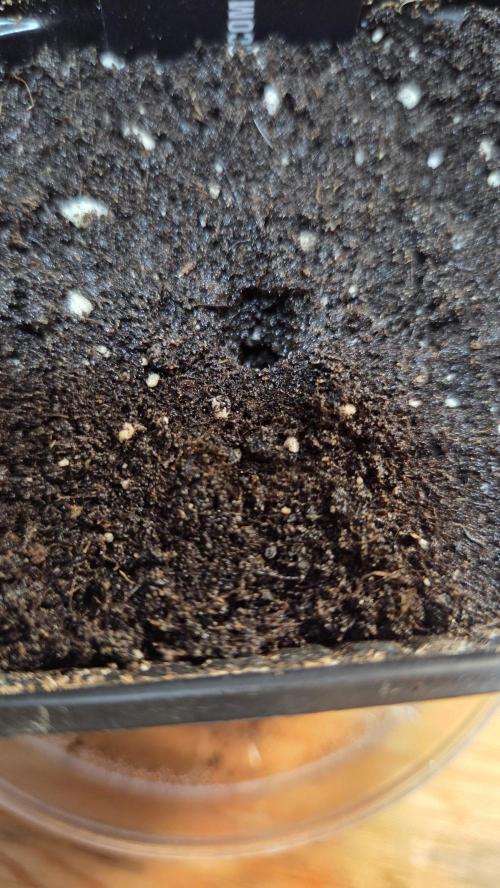 Kannabia Candy Cream Go Fast. Week 0